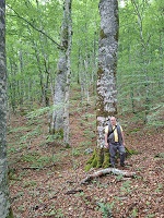 Stablo bukve - P.J. Kola�in
Jun, 2026. godine.